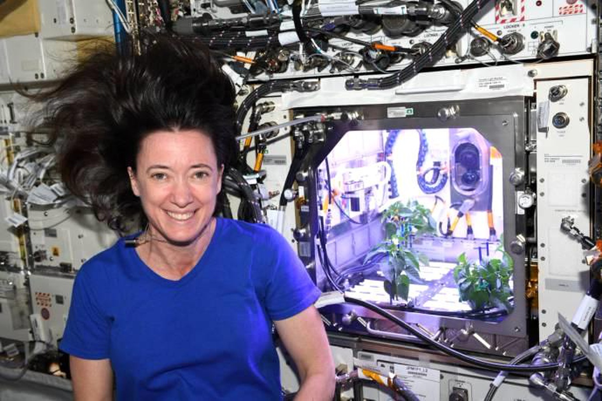 Nasa Astronotu: "Uzayda Biber Fideleri Çiçek Açtı"