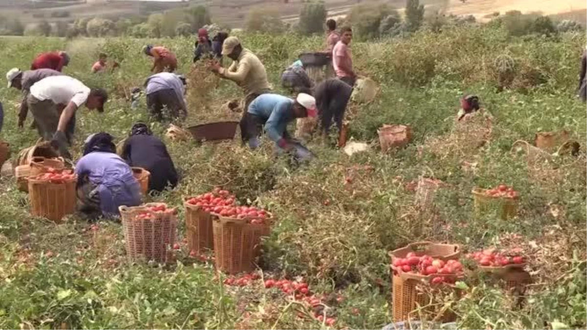 Türkiye\'nin "salçalık domates üretim merkezleri"nden Bursa\'da verim yüz güldürüyor