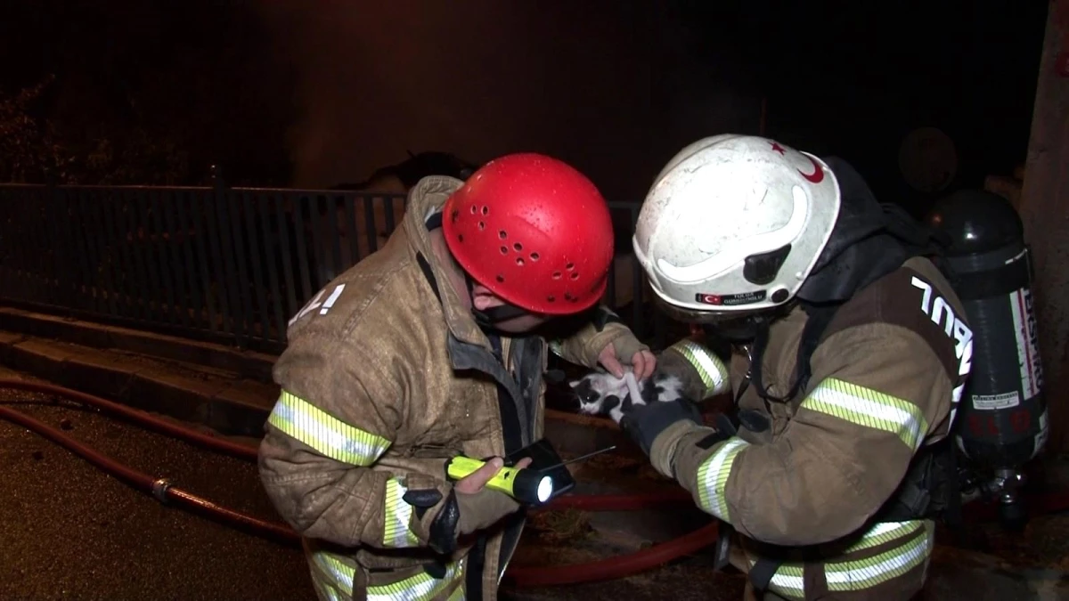 Son dakika haberi! Ümraniye\'de alev alev yanan gecekonduda itfaiye ekipleri yavru kediyi böyle kurtardı