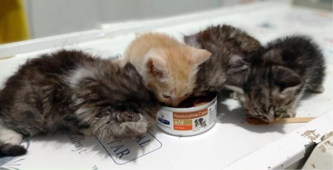 4 kittens found exhausted from hunger are under the care
