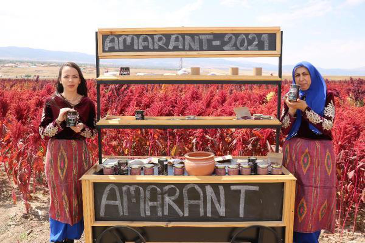 Antikanserojen içeren amarant bitkisinin hasadı başladı