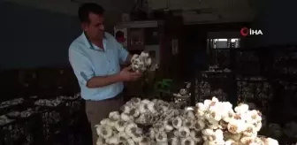 Bilinçsiz tarımsal ilaçlama toplum sağlığını tehdit ediyor