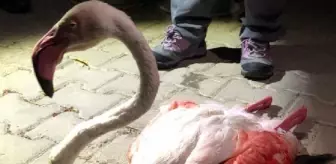 Çanakkale'de yorgun düşen flamingo tedaviye alındı
