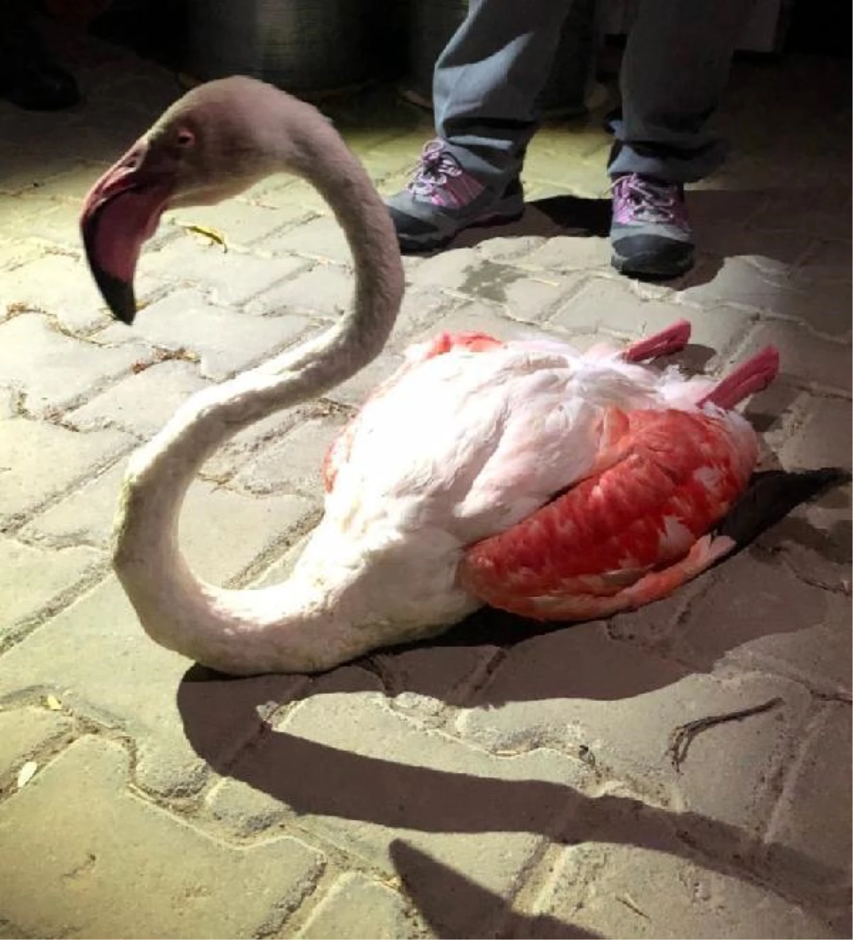 Çanakkale\'de yorgun düşen flamingo tedaviye alındı