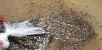 Diyarbakır'daki göletlere 1 milyon 280 bin yavru sazan balığı bırakıldı