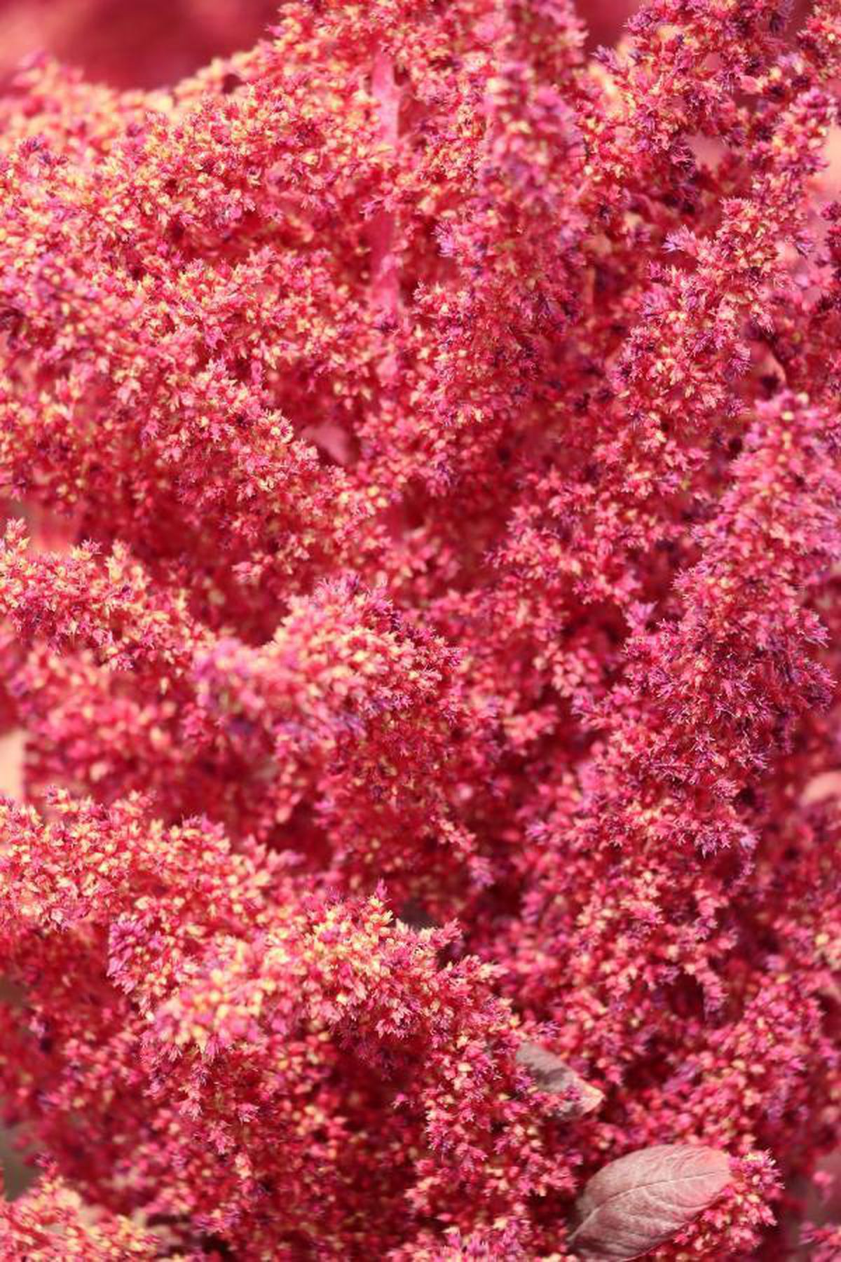 Harvest of amaranth plant containing anticancerogenic has started
