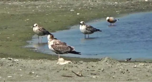 Petrol atıklarından canlılar da zarar gördü Petrol atıklarından canlılar da zarar gördü