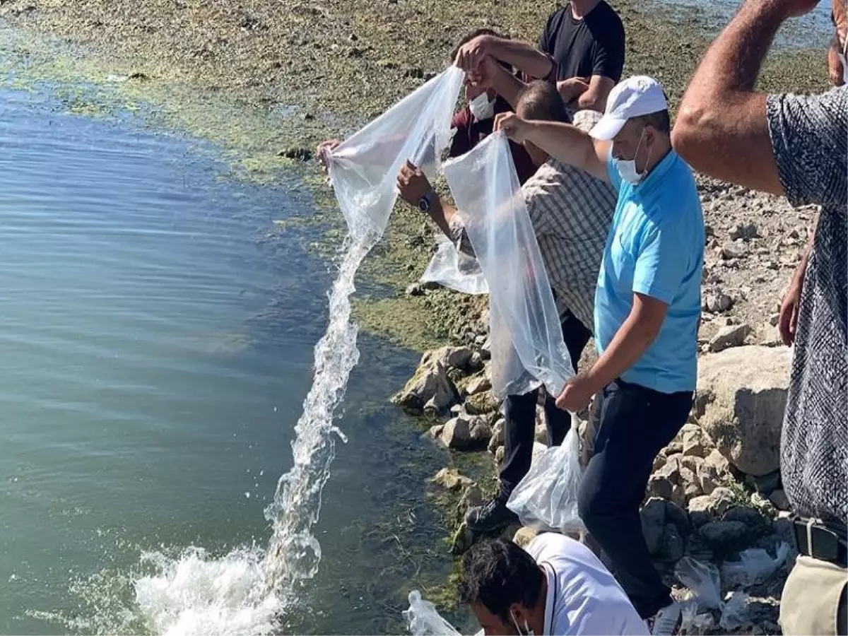 Suğla Gölüne 145 bin sazan balığı yavrusu bırakıldı