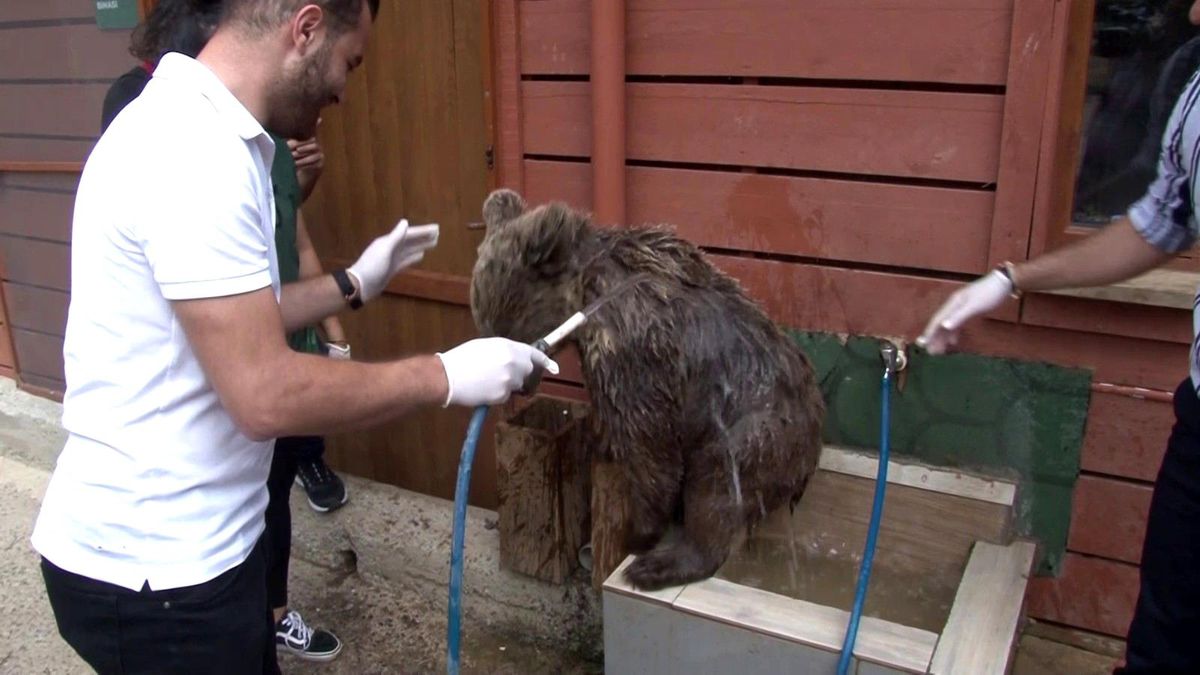 Yavru ayı Diva banyo yaptı, vatandaşlar ilgiyle izledi