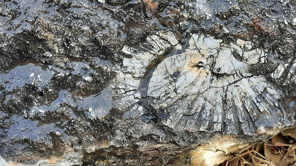 Adıyaman'da şaşırtan keşif! Kaya parçası üzerinde en az 65 milyon yıllık deniz canlısı bulundu