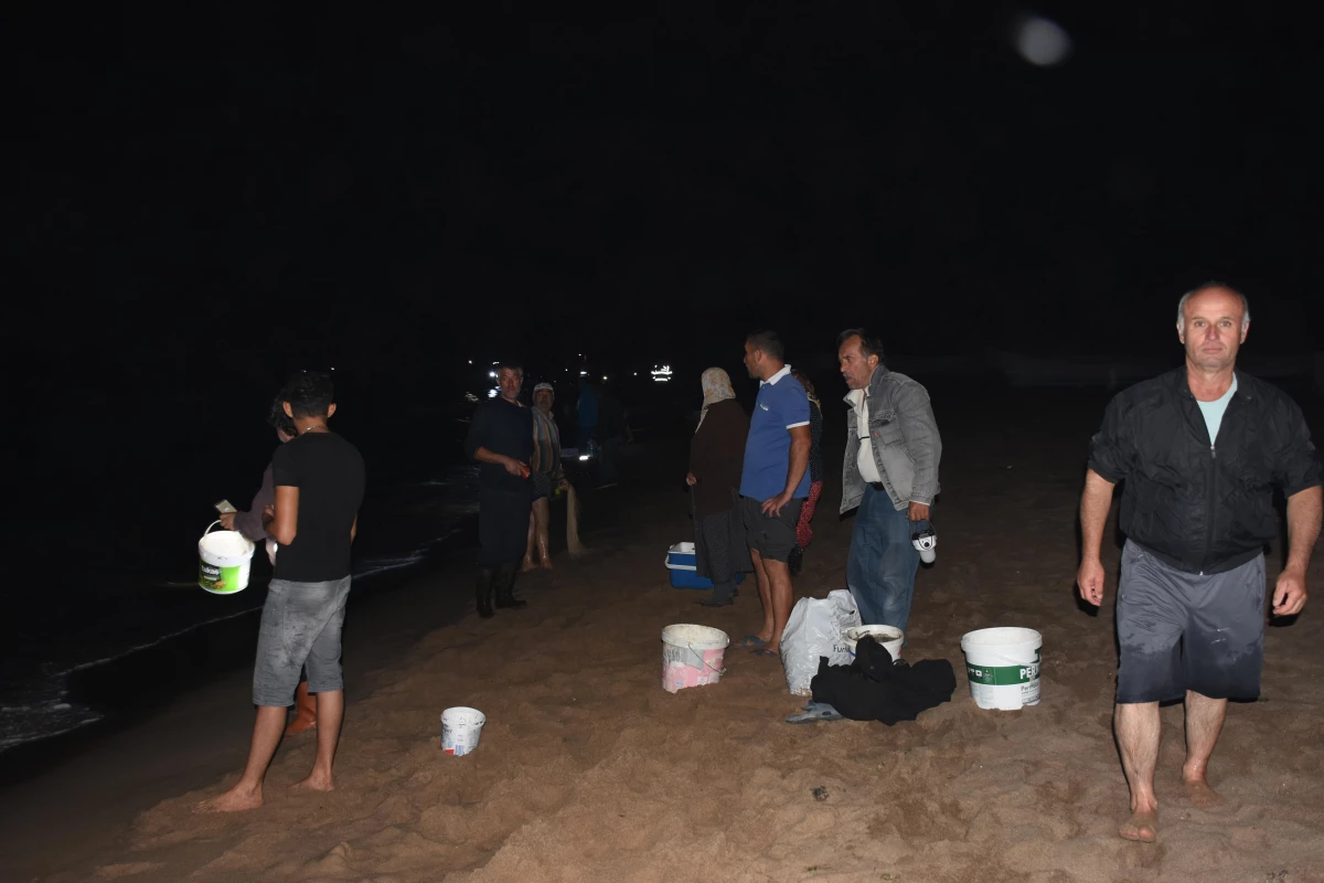 Amasra\'da tonlarca balık kıyıya vurdu! Vatandaşlar, 100 kiloya kadar balık topladı