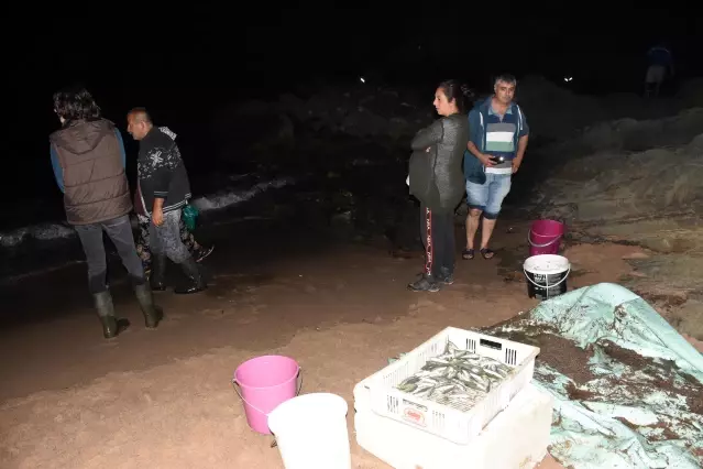 Böylesi ilk kez görülüyor! Karadeniz'de gece tonlarca balık kıyıya vurdu, 100 kilo 100 kilo topladılar Böylesi ilk kez görülüyor! Karadeniz'de gece tonlarca balık kıyıya vurdu, 100 kilo 100 kilo topladılar