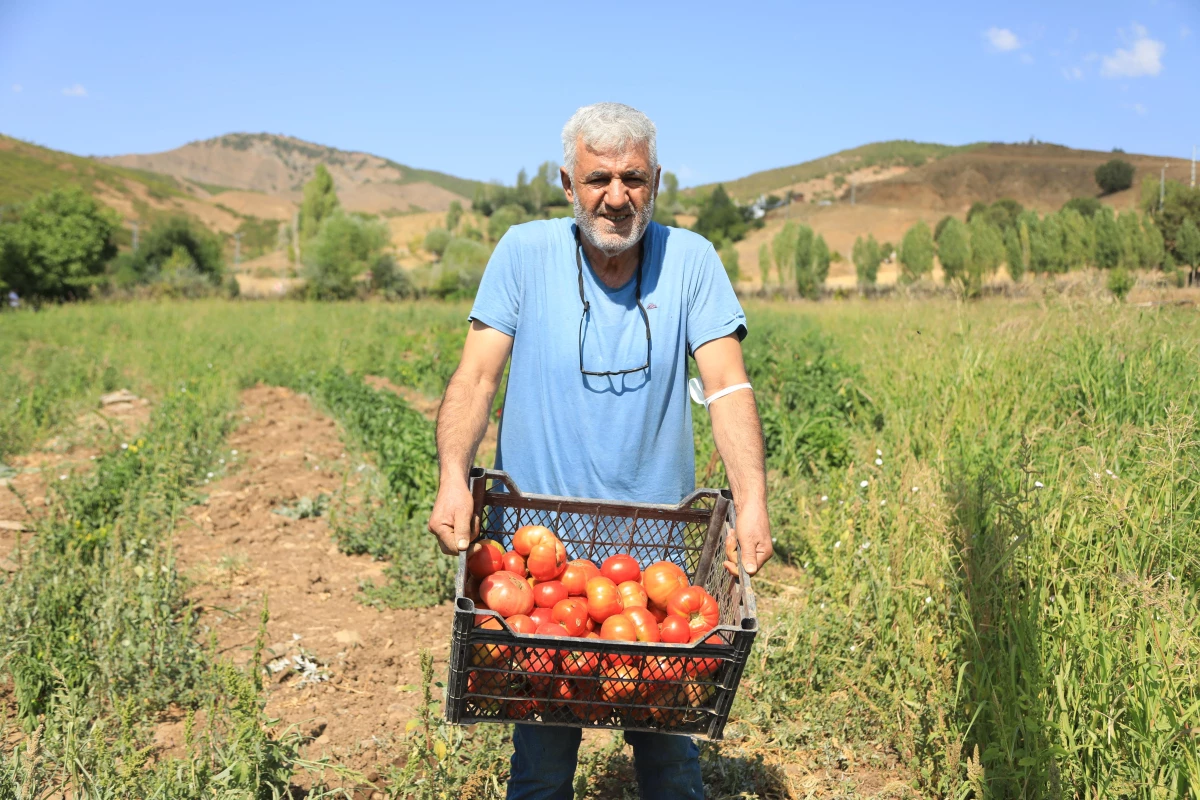 Bir avuç ata tohumuyla asırlık domates "Guldar"ı yeniden yeşertti