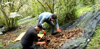 Bu proje fındıkta maliyeti yarıya düşürdü