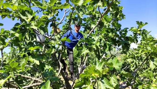 Bursa'nın siyah inciri Çin pazarına girmeye hazırlanıyor