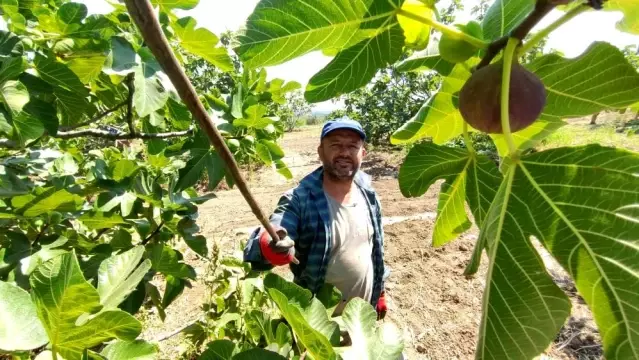 Bursa'nın siyah inciri Çin pazarına girmeye hazırlanıyor