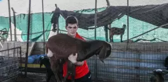 Çiftlik işlerini antrenmana çevirip, şampiyonaya hazırlanıyor