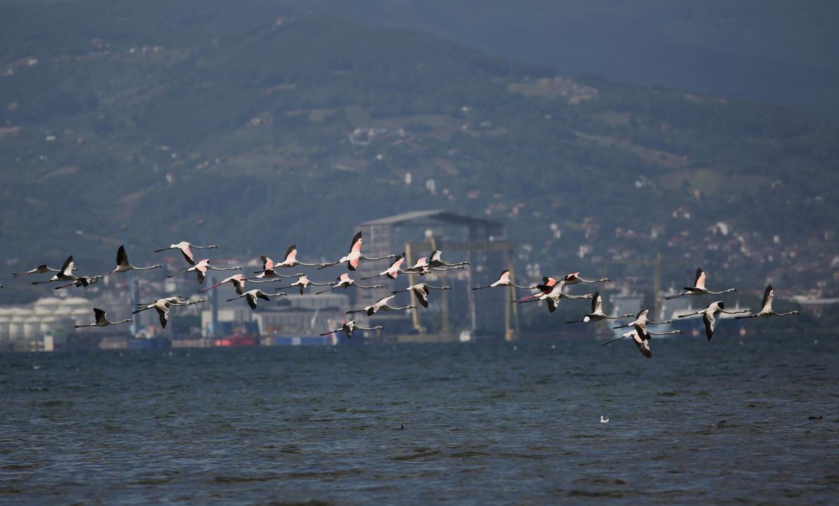 Flamingolar, İzmit Körfezi\'nin misafiri oldu