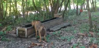 Fotokapan su içmeye gelen çakalları böyle görüntüledi