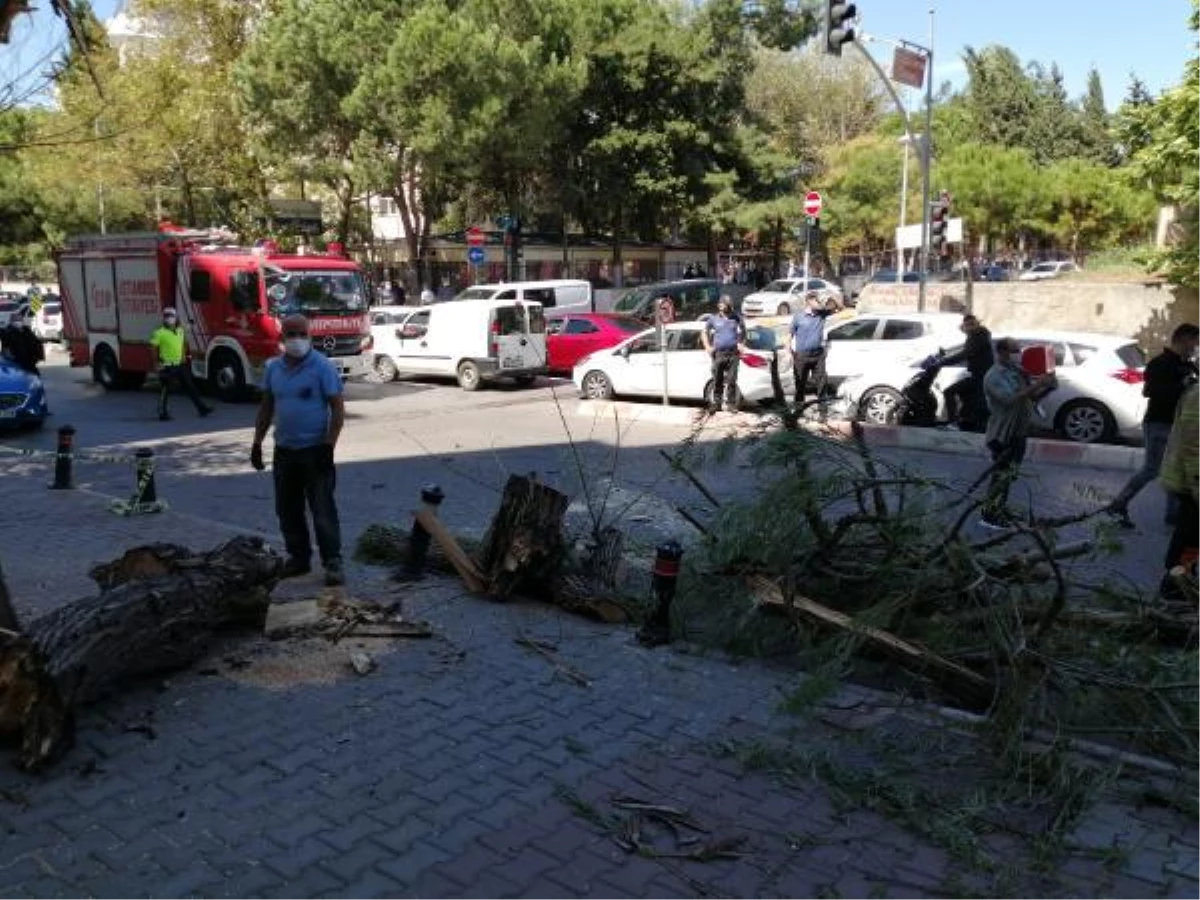 KARTAL\'DA DEVRİLEN AĞACIN ALTINDA KALMAKTAN SON ANDA KURTULDU