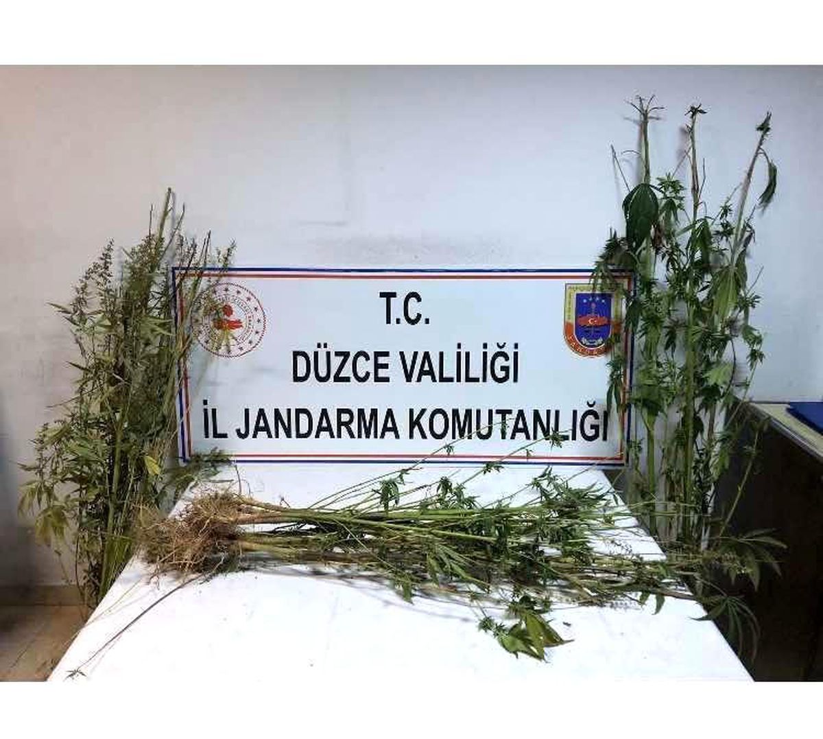 Kenevirler tarladan tek tek söküldü