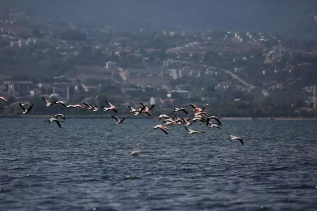 Körfezde flamingolardan görsel şölen