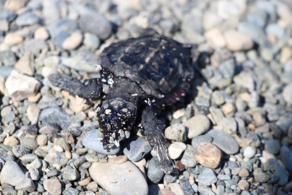 Petrol atıkları yavru deniz kaplumbağalarını öldürdü