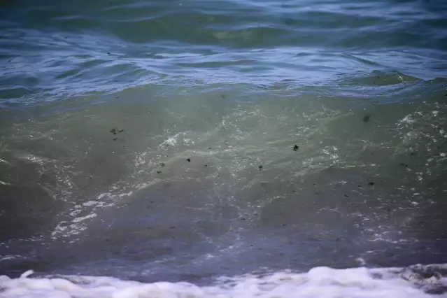 Samandağ sahilinde temizlik çalışmaları devam ediyor Samandağ sahilinde temizlik çalışmaları devam ediyor