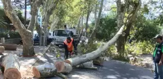 SARIYER'DE ÇINAR AĞACI YOLA DEVRİLDİ