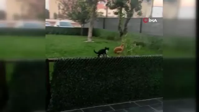 Tavukların boynuna sarılan kedi görenleri gülümsetti