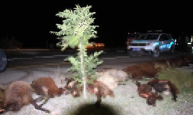 Yol kan gölüne döndü! İki gün arayla koyun sürüsüne dalan araçlar, 85 koyunu öldürdü