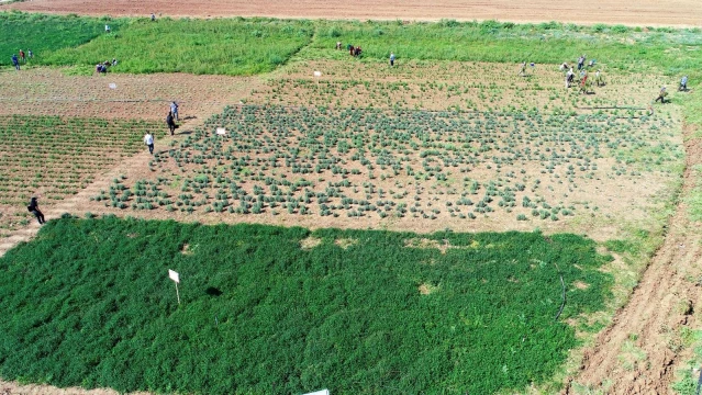 Adana'da tıbbi ve aromatik bitkilerin hasadı yapıldı