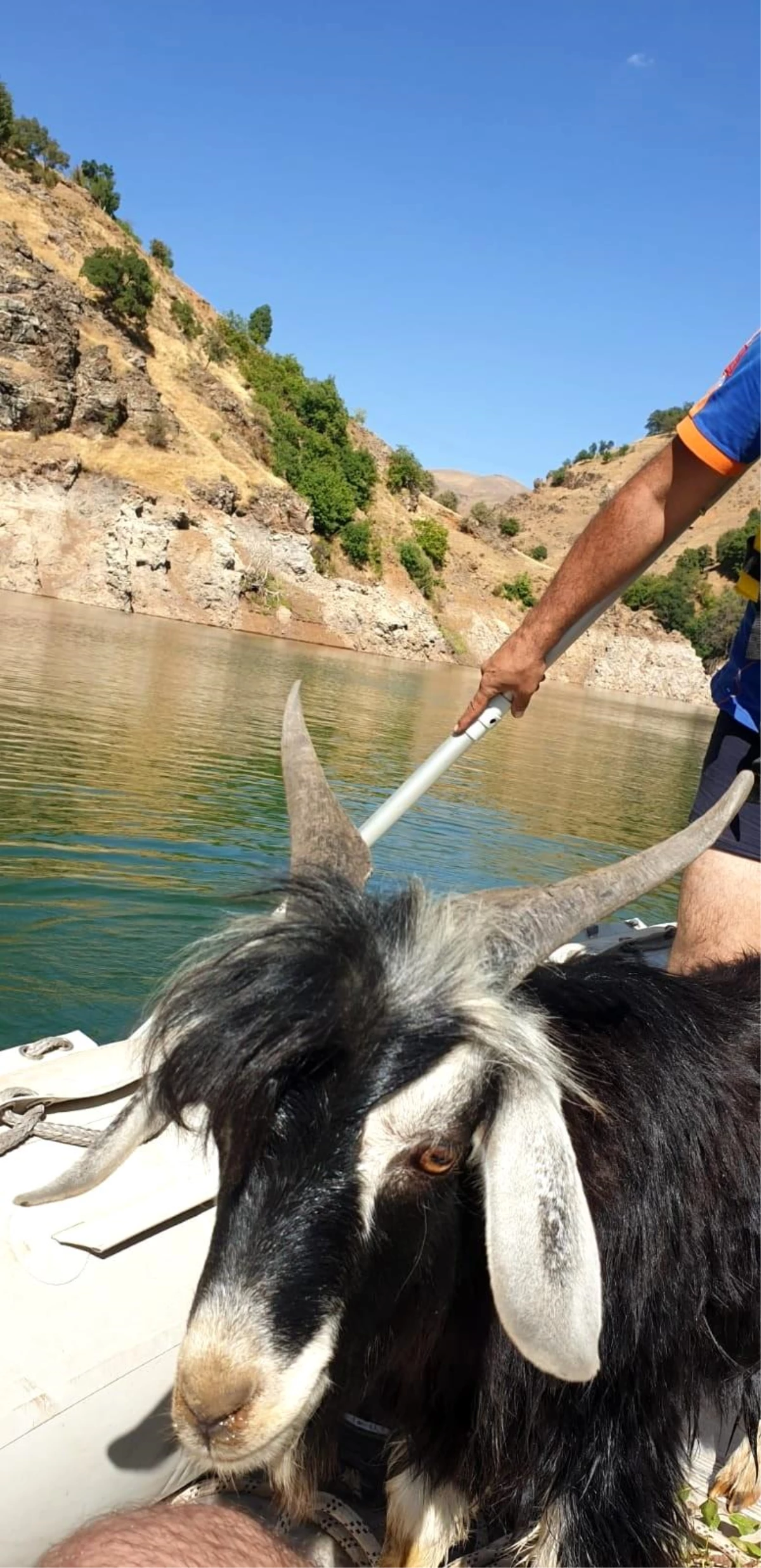 Son dakika: Baraj kayalığında 4 gündür mahsur kalan keçi 2 saatlik kurtarma operasyonu ile kurtarıldı