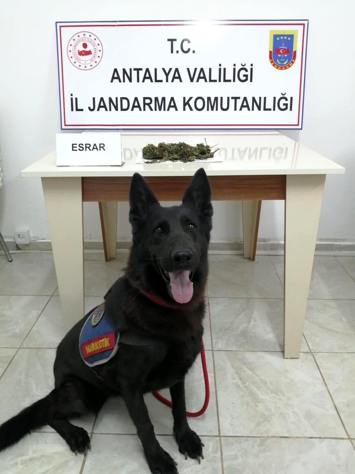 Gazipaşa\'da durdurulan yolcu otobüsünde esrar ele geçirildi