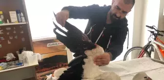 Gölpazarı'nda yaralı bulunan leylek tedavi altına alındı