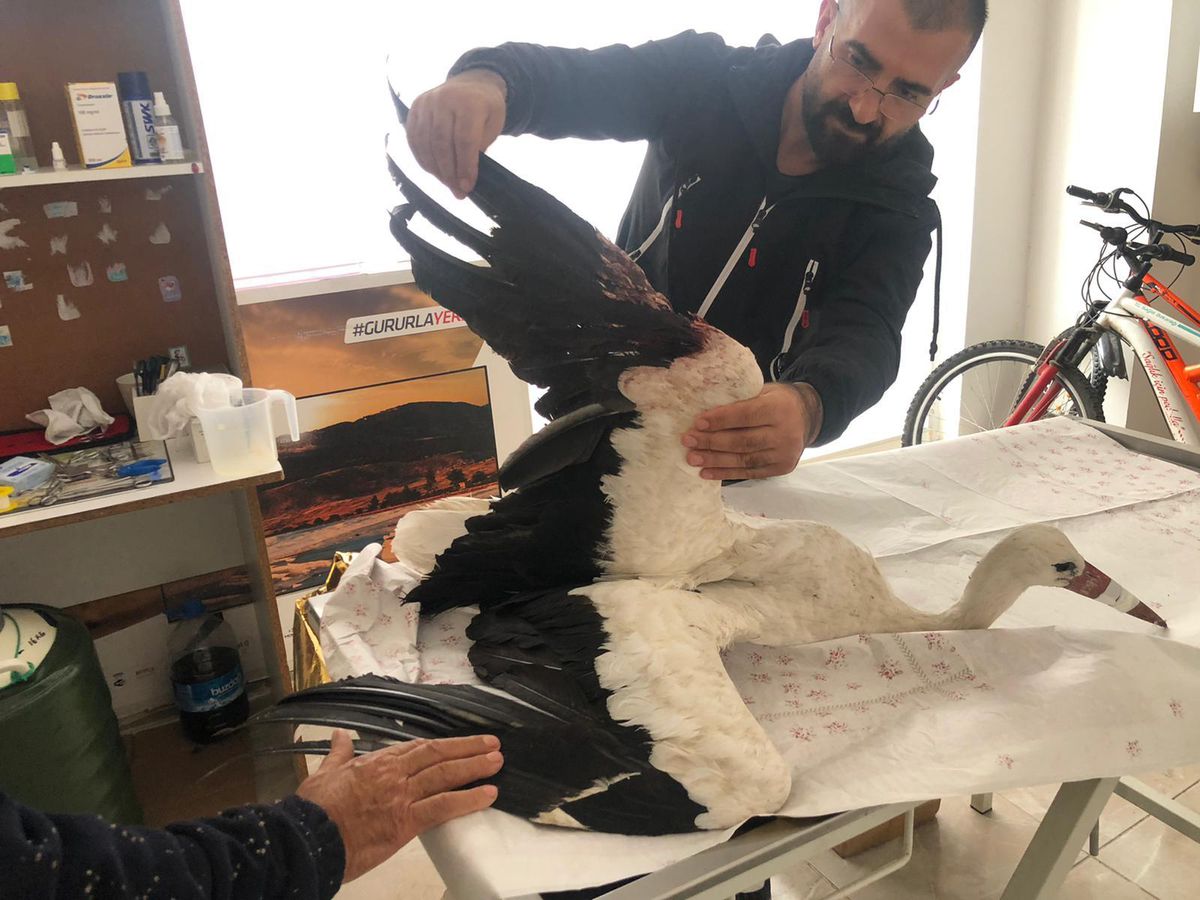 Gölpazarı\'nda yaralı bulunan leylek tedavi altına alındı
