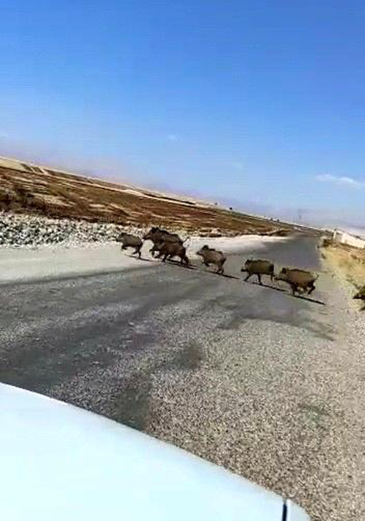 Hızla gelen yaban domuzu sürüsünün geçişini beklediler