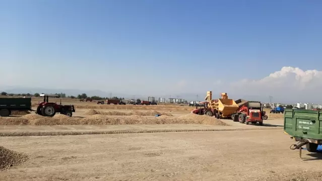 Yer fıstığı hasadı buruk başladı