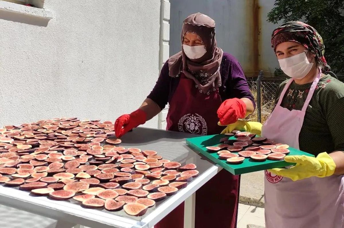 Tutlu kadınlar siyah incir cipsi yapıyor