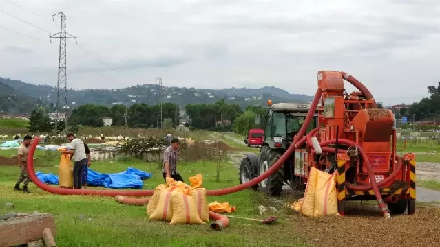 Üreticilerin fındık kurutma mesaisi