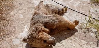 Zap Suyu'nda sürüklenen ayıyı rafting ekibi kurtardı (2)