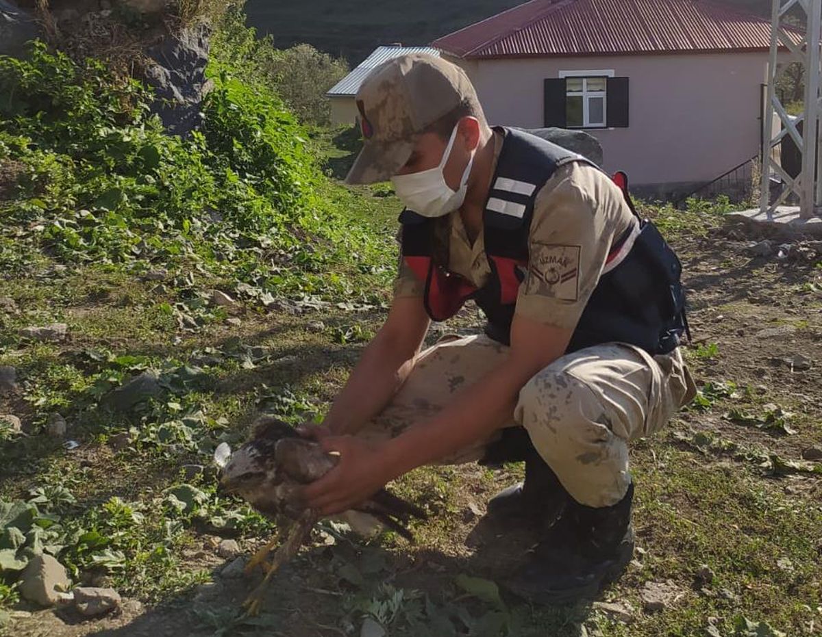 Ardahan\'da jandarmanın arazide bulduğu yaralı kartal ile saz kamışçı kuşu tedavi edilecek