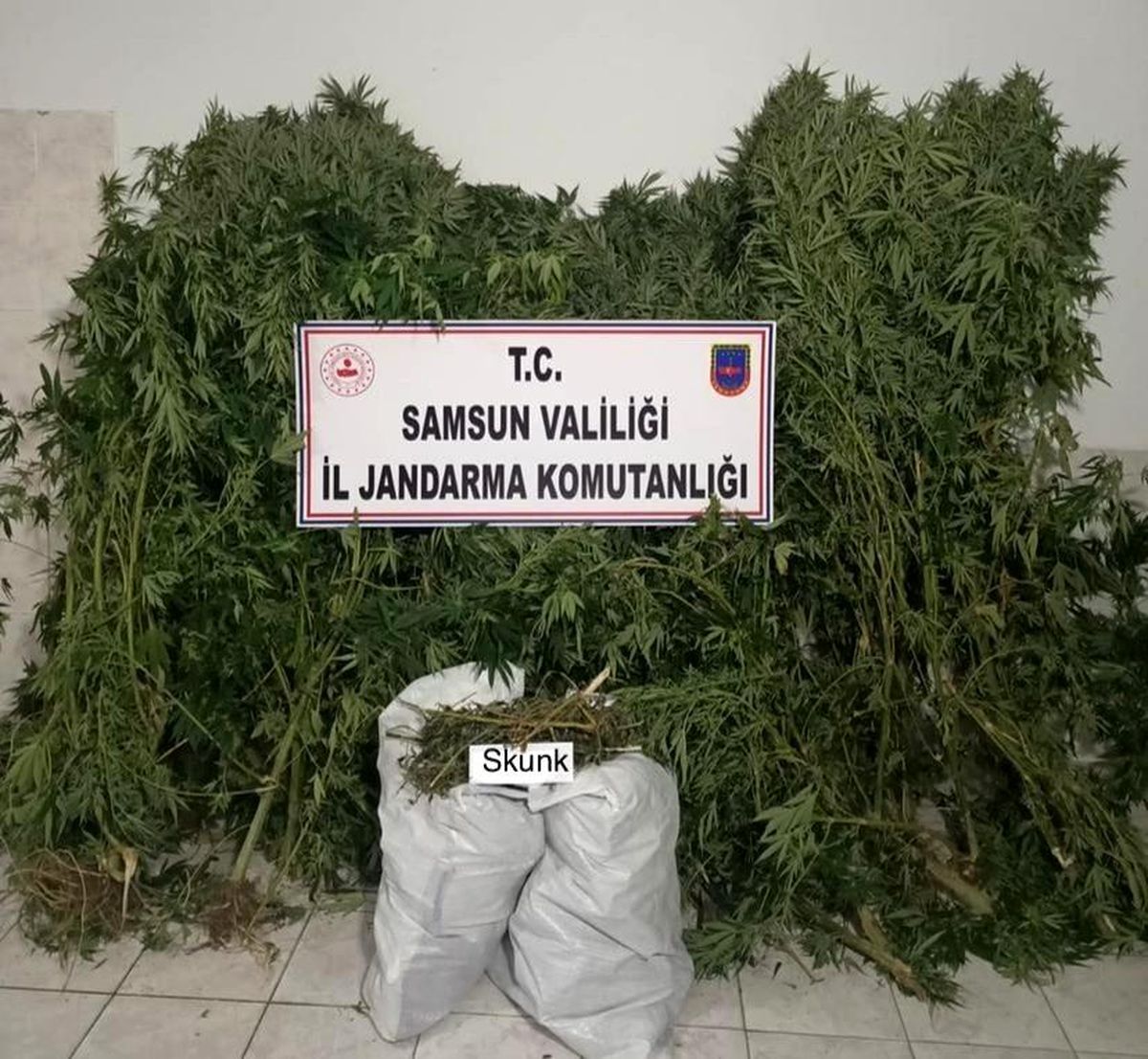 Bafra\'da 12 bin 769 gram skunk bitkisi ele geçirildi
