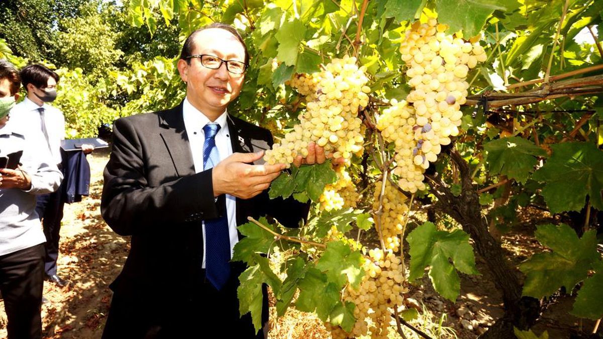 Japonya\'nın İstanbul Başkonsolosu Nishimaki, Sarıgöl\'de üzüm bağlarını inceledi