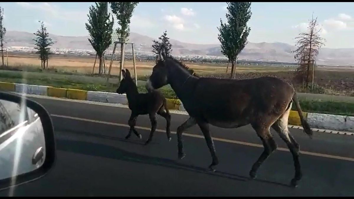 Karayoluna çıkan başıboş eşek ve yavrusu sürücülere zor anlar yaşattı