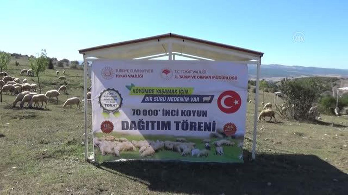 Küçükbaş hayvancılıkta Türkiye'ye örnek olan projede dağıtılan koyun sayısı 70 bine ulaştı