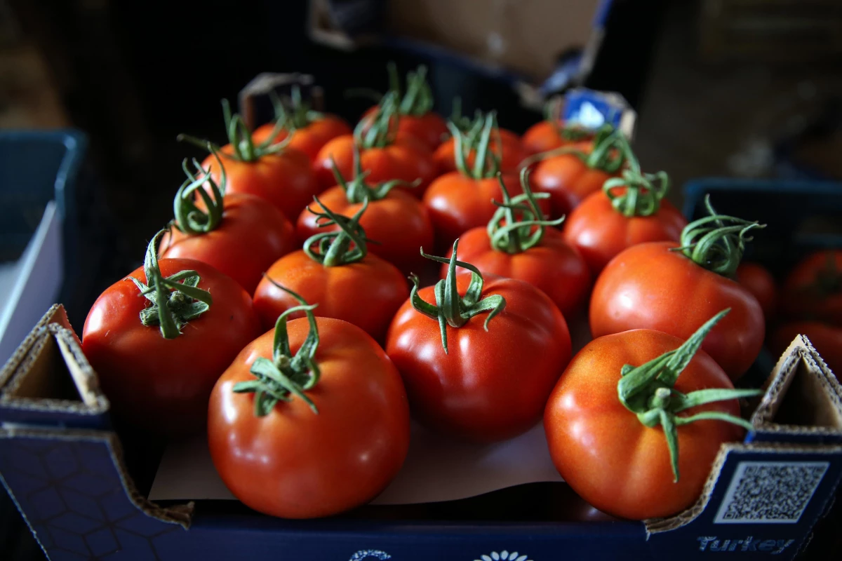 Seralarda yetişen domates ve biber 45 ülkede sofralara taşınıyor (2)