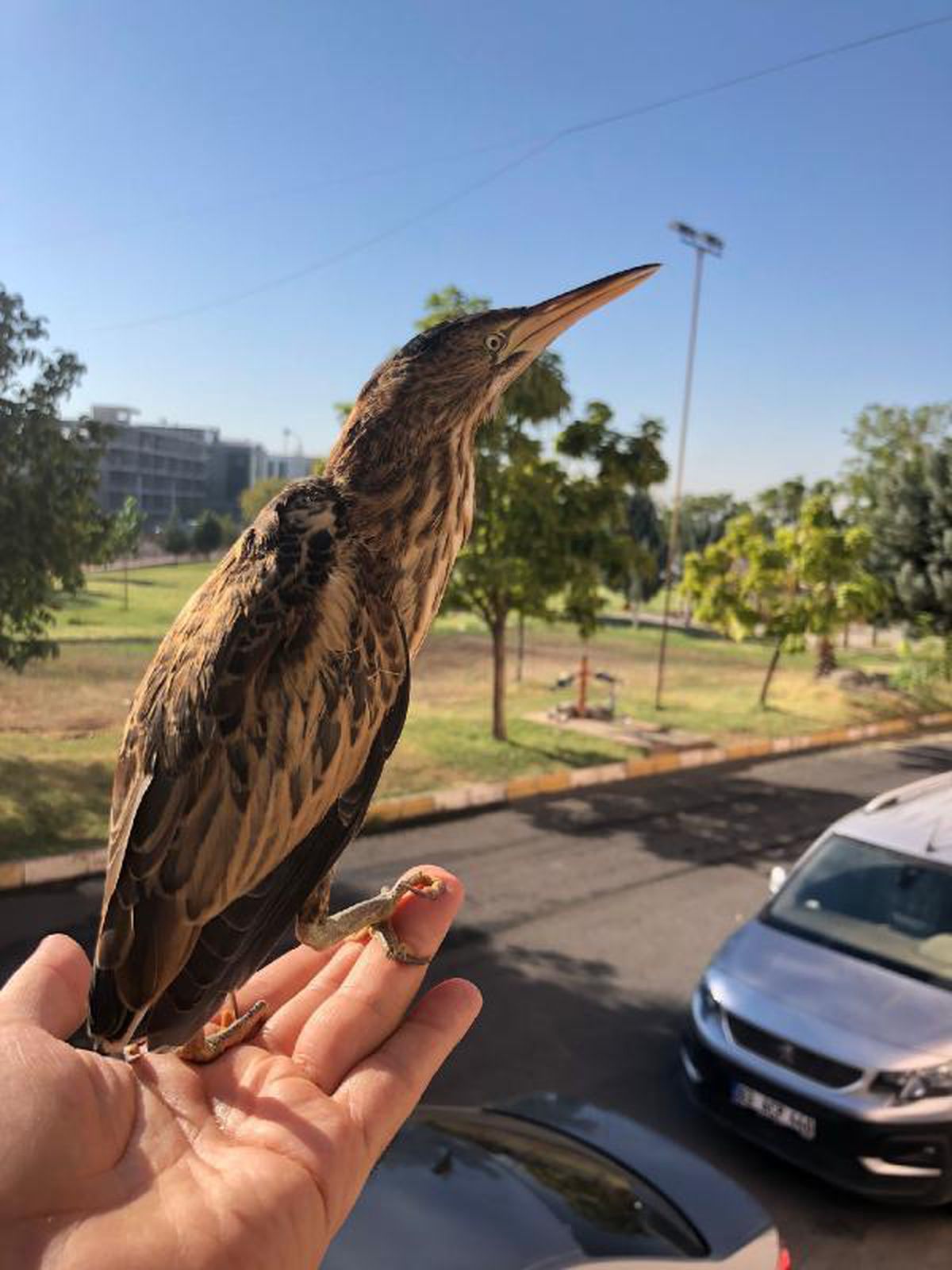 Two bitterns found in Sanliurfa City
