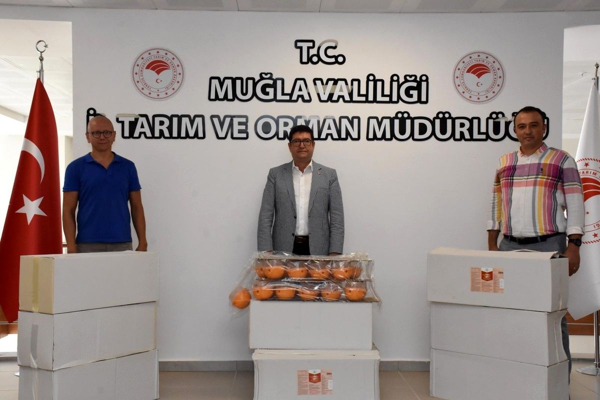 Akdeniz meyve sineği ile mücadele devam ediyor