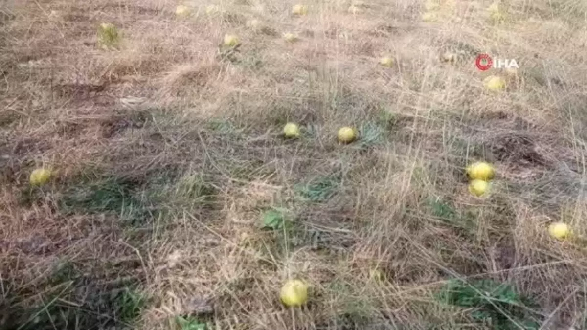 Armut pekmezinin lezzet yolculuğu